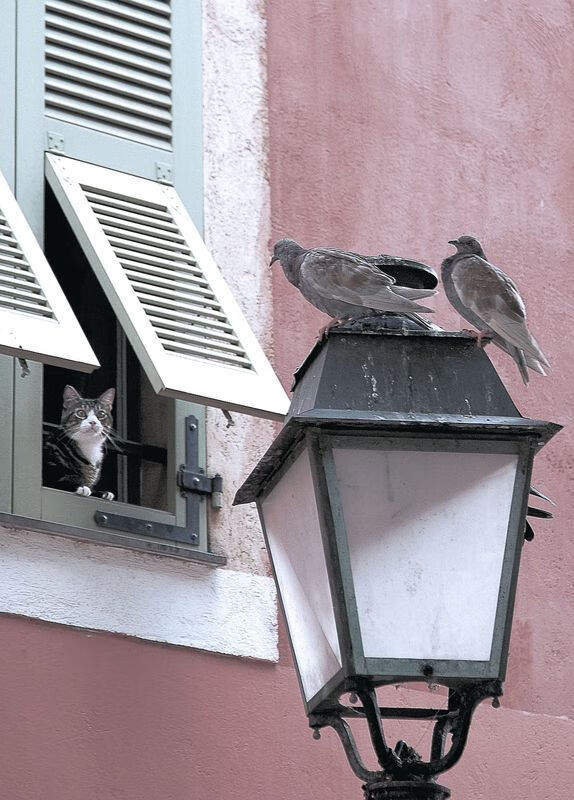 塔图姆一人定江山，血拼76人，制衡独行侠双锋线