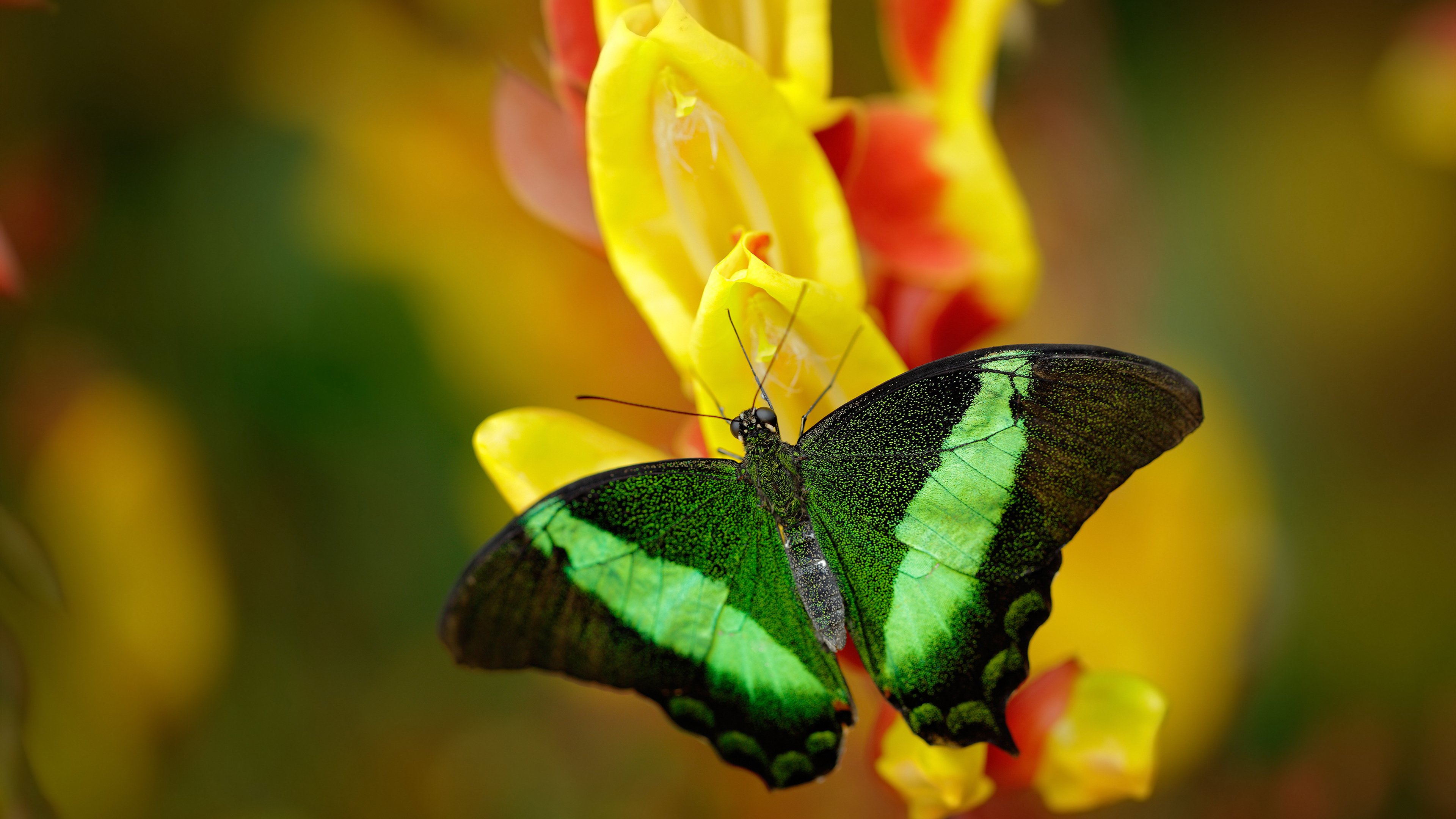 技术流的双重奏，马丁内利爆发与罗马打穿皇家社会的战术启示
