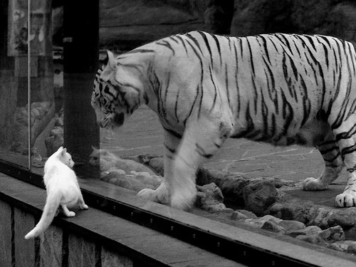 新王当立！切特冠军级表现震撼联盟，鹈鹕巅峰之战力克开拓者