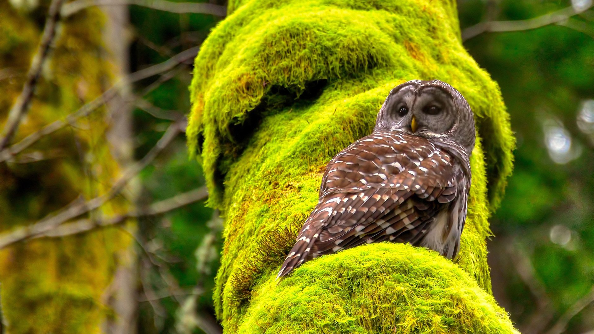 世纪对决,篮网险胜湖人,定义赛季的年度焦点之战