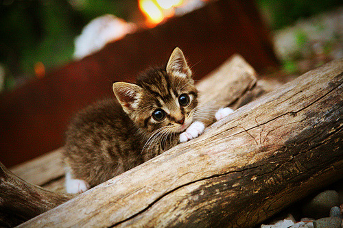 足坛魔术师降临F1之夜，当莫德里奇点燃引擎轰鸣的街道