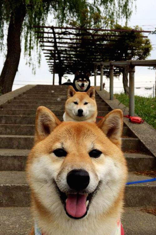 雷火电竞简介-唯一性的双重奏，马德里竞技的团队征服与迪马利亚的个人传奇