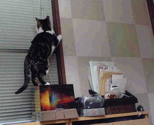 穹顶之下，唯有月光，哈兰德以一己之力重绘世界排名版图